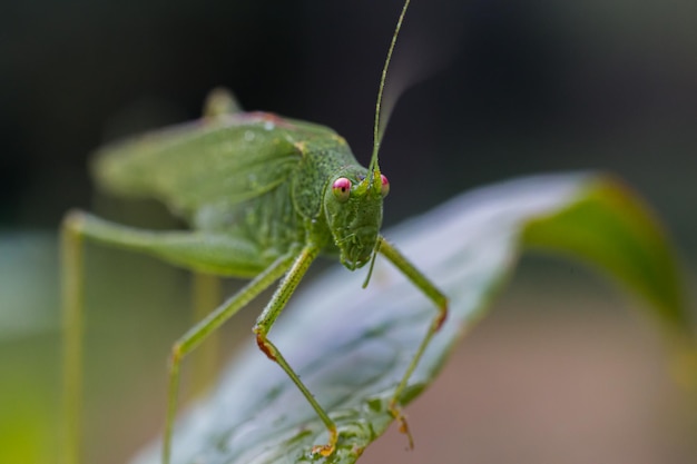 Un saltamontes verde en una hoja en la naturaleza