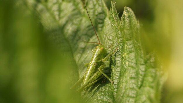 Saltamontes verde con largas antenas en una hoja, imagen de enfoque selectivo