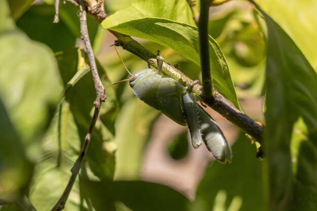 Un saltamontes verde en una rama del árbol Luz solar Foco selectivo