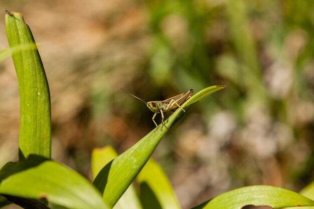 Saltamontes verde sentado en la hoja verde