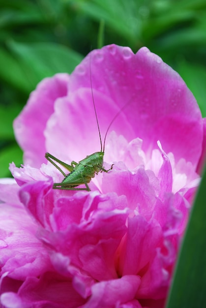 Un saltamontes verde se sienta en una flor de peonía rosa en el jardín.