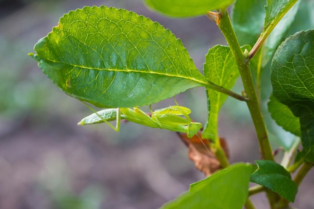 Un saltamontes verde se sienta en una hoja Pequeña mantis en el jardín