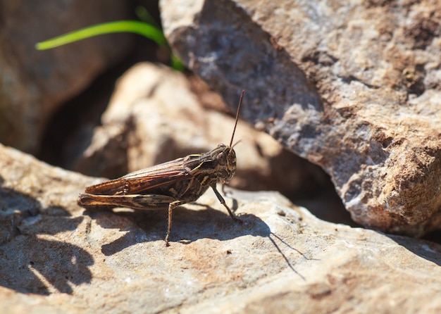 Saltamontes