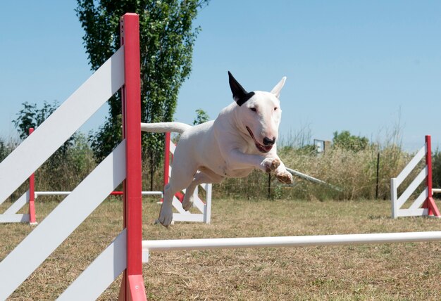 saltando bull terrier