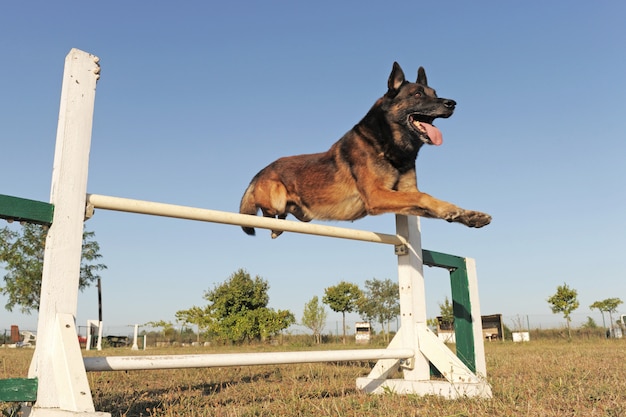 Foto saltando malinois