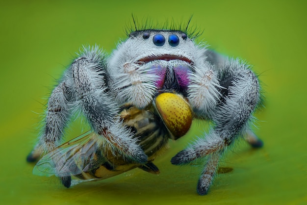 Saltando presa aranha em uma folha no jardim tropical