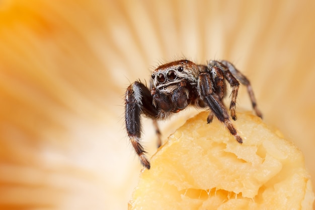 Saltar araña en un rebozuelo. La especie de setas silvestres más consumida.