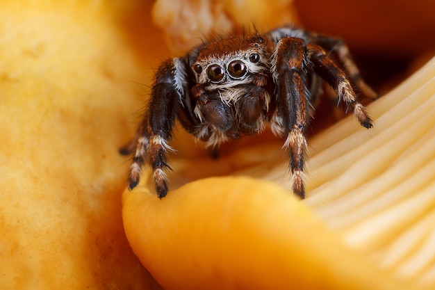 Saltar araña en un rebozuelo. Las especies de hongos silvestres más consumidas