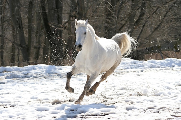 Saltar cavalo branco