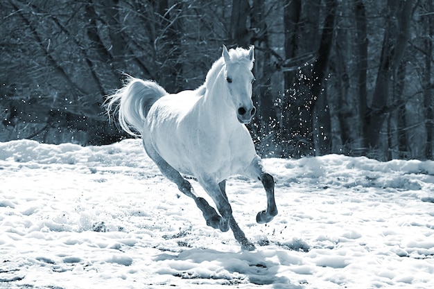 Saltar cavalo branco