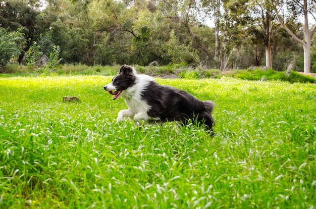 Saltar en gras