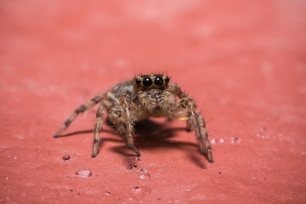 Salto de la araña Hyllus en el suelo.