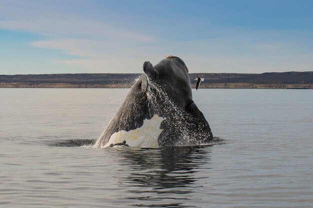 Salto de ballenas en Península Valdés Patagonia Argentina