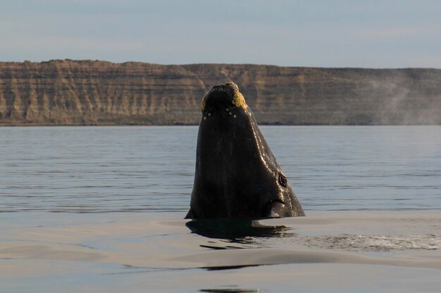 Foto salto de ballenas en península valdés patagonia argentina