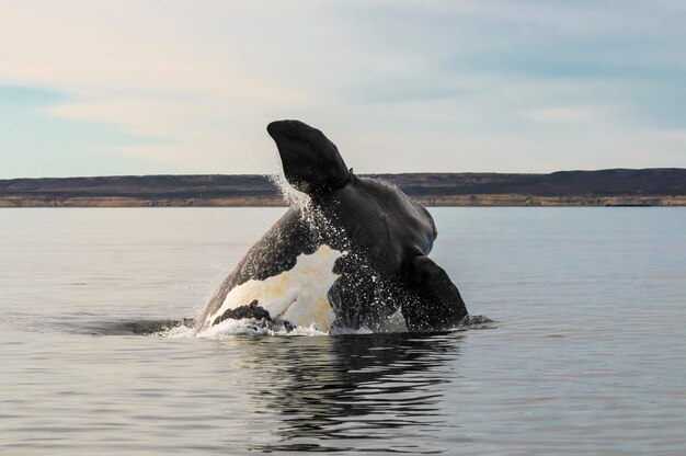 Salto de ballenas en Península ValdesPuerto Madryn Patagonia Argentina