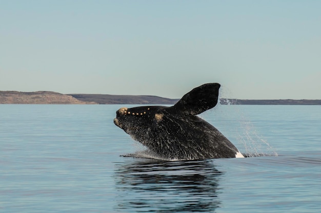 Salto de ballenas en Península ValdesPuerto Madryn Patagonia Argentina