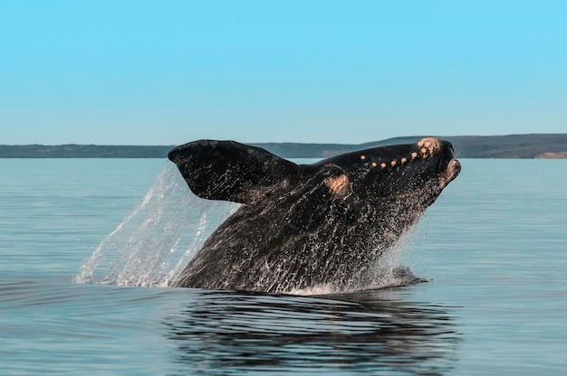 Salto de ballenas en Península ValdesPuerto Madryn Patagonia Argentina