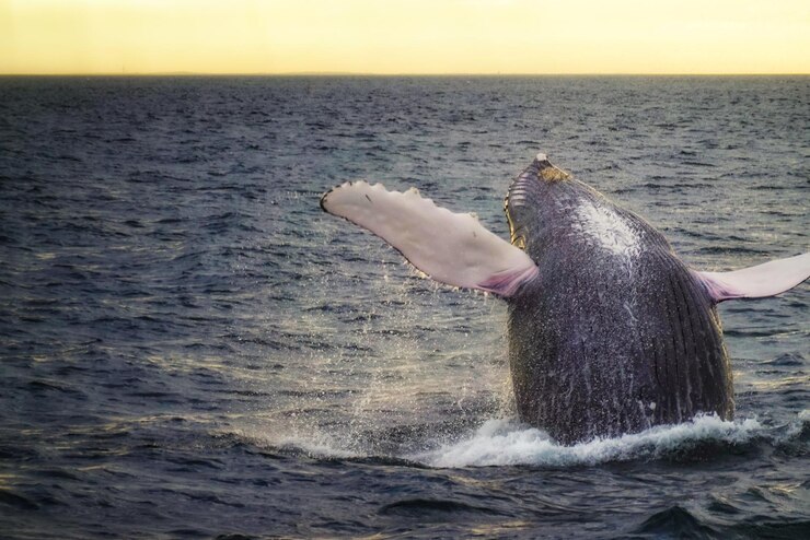 Foto salto de baleia