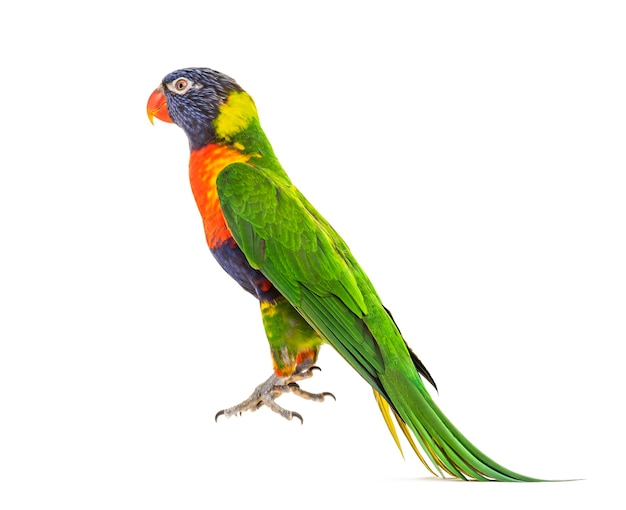 Salto de Lorikeet Rainbow, Trichoglossus moluccanus, isolado