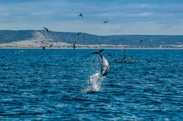 Salto Delfín Oscuro Península ValdésPatagoniaArgentina