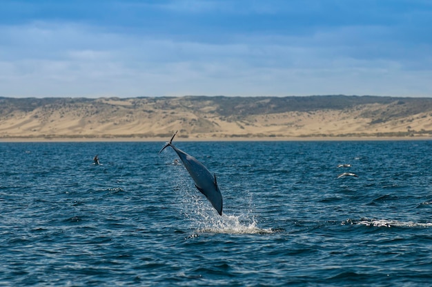 Salto Delfín Oscuro Península ValdésPatagoniaArgentina