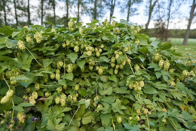 Salto verde en la valla.