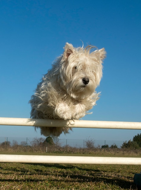 Foto salto westie