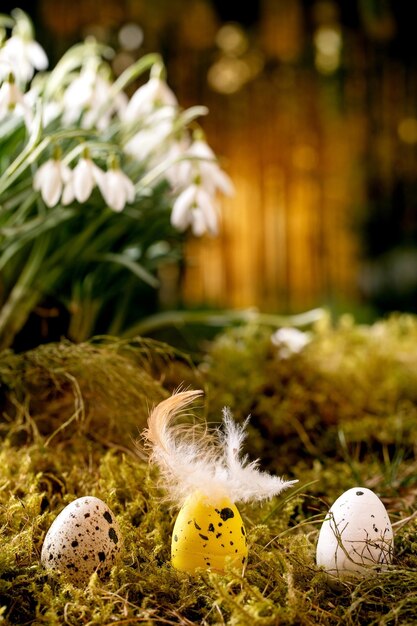 Saludo de Pascua Huevos de codorniz con plumas en fila sobre musgo en el bosque de primavera con hermosas flores de campanillas blancas de primera flor en el bosque salvaje en el fondo Diseño creativo de las vacaciones de Pascua