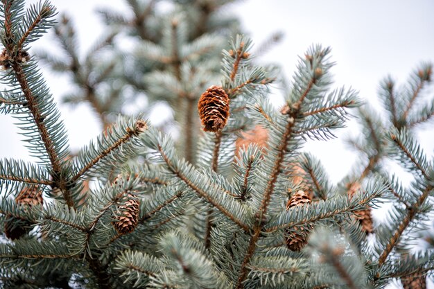 Saludos de la estación. Abeto con conos al aire libre. Árbol de vacaciones. Celebración de Navidad. Celebra el año nuevo. Árbol de coníferas en invierno. Árbol de abeto de hoja perenne conífero. sobre fondo natural.