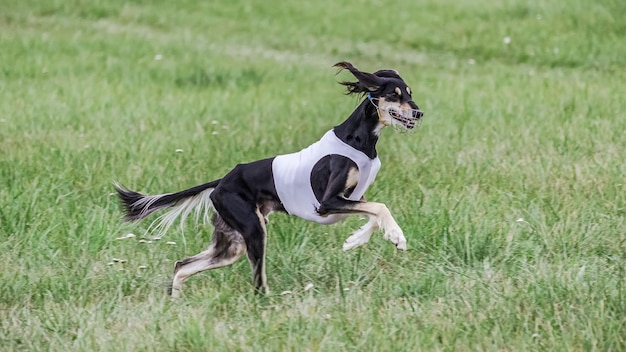 Saluki con camisa blanca corriendo en el campo en la competencia de carreras de señuelos