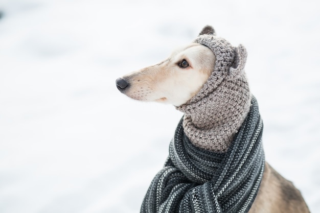 Saluki con gorro y bufanda de punto en el bosque de invierno retrato de cerca. Vista lateral