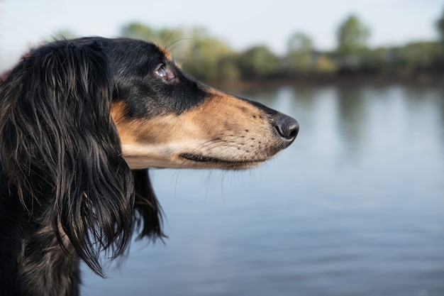 Saluki Hundekopf