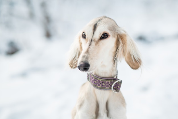 Saluki im Winterwald-Nahaufnahmeporträt.