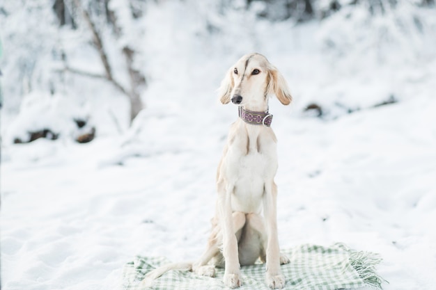 Saluki sitzt im Winterwald und sitzt auf Plaid