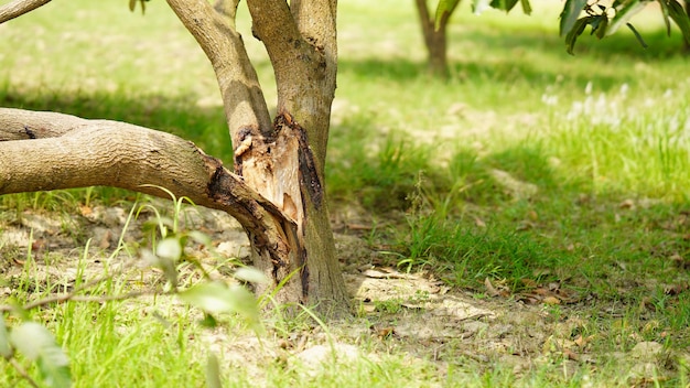 Salva el árbol salva la tierra deja de cortar el árbol