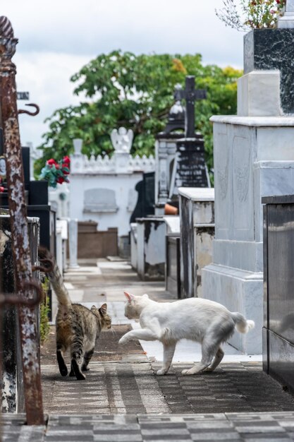 Salvador Bahía Brasil 21 de enero de 2015 Se ven gatos entre las tumbas del cementerio de Campo Santo en la ciudad de Salvador Bahía