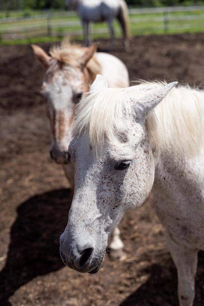 salvaje blanco tierras de cultivo yegua caballo animal