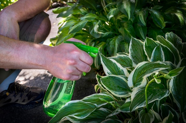 Salvando plantas verdes. Homem pulveriza flores no quintal. Jardineiro cuidando do jardim. plantão de verão