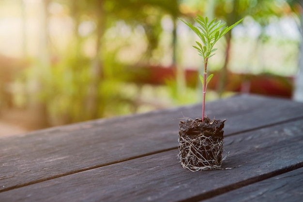 salvar la tierra salvar la vida plantando el árbol, concepto de medio ambiente