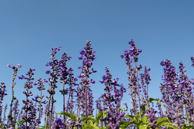 Salvia azul salvia farinacea flores en el jardín