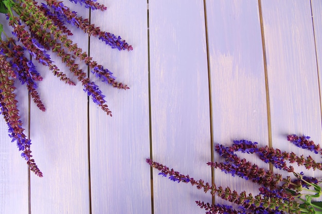 Salvia blüht auf purpurrotem hölzernem Hintergrund