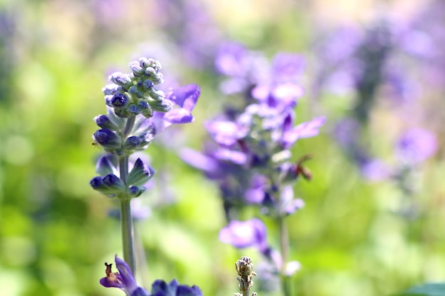 salvia blume in tropischen