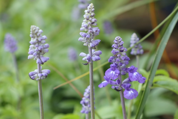 salvia blume in tropischen