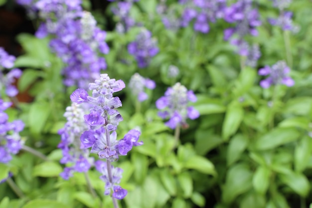 salvia blume