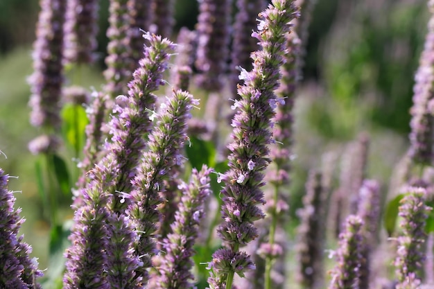 Salvia cultivada varietal