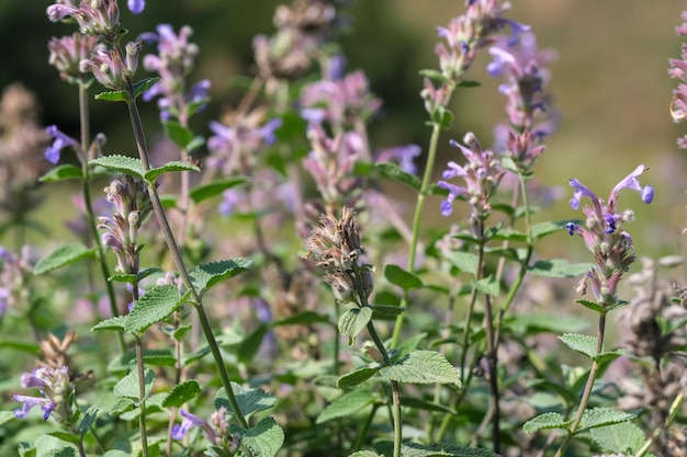 Salvia cultivada varietal