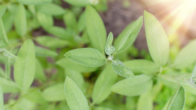 La salvia es una planta en el jardín. Especia. Hojas de textura verde de la planta.