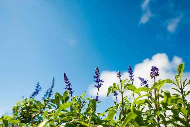 Salvia farinacea Benth e céu azul