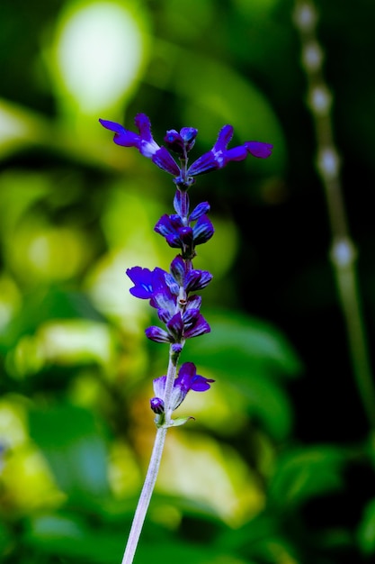 Salvia farinácea