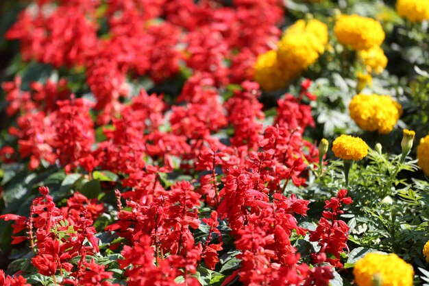 Salvia florece en el jardín de flores.